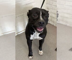American Pit Bull Terrier Dogs for adoption in San Bernardino, CA, USA