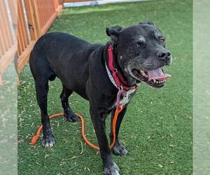 Mutt Dogs for adoption in Las Vegas, NV, USA
