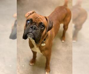 Boxer Dogs for adoption in Forestville, MD, USA