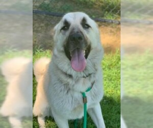 Anatolian Shepherd-Unknown Mix Dogs for adoption in Fredericksburg, VA, USA