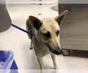 German Shepherd Dog-Unknown Mix Dogs for adoption in Riverside, CA, USA