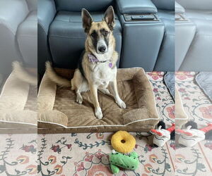 Greyhound-Unknown Mix Dogs for adoption in Marina Del Rey, CA, USA