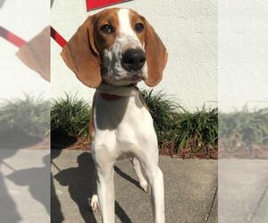 Medium Photo #1 Treeing Walker Coonhound Puppy For Sale in Sanford, FL, USA