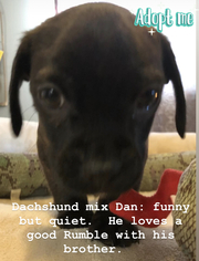 Bo-Dach Dogs for adoption in Nashville, TN, USA