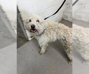 Poodle (Standard) Dogs for adoption in San Bernardino, CA, USA