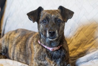 Medium Photo #1 Chiweenie Puppy For Sale in Boise, ID, USA