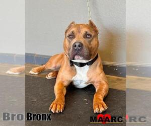Mutt Dogs for adoption in Maryville, TN, USA