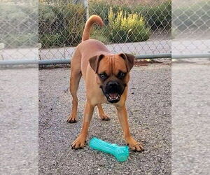 Box-a-Pug Dogs for adoption in Temecula, CA, USA