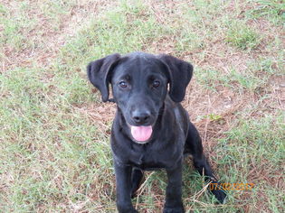 Labrador Retriever Dogs for adoption in Hull, MA, USA