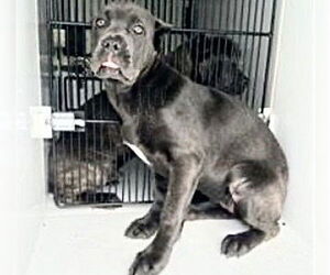 Mutt Dogs for adoption in Houston, TX, USA