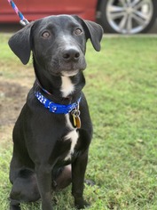 Borador Dogs for adoption in Wylie, TX, USA