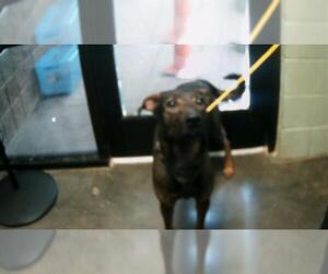 German Shepherd Dog-Unknown Mix Dogs for adoption in Tulsa, OK, USA