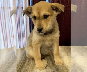 Small Labrador Retriever Mix