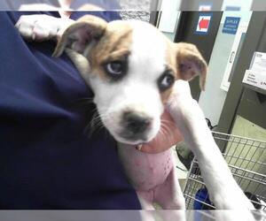 American Pit Bull Terrier-Unknown Mix Dogs for adoption in Tulsa, OK, USA