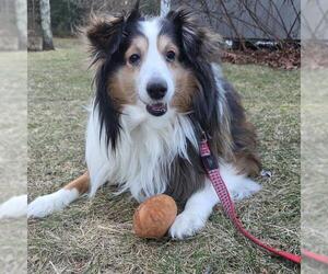 Mutt Dogs for adoption in Boston, MA, USA