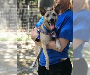 Shiba Inu Dogs for adoption in Freeport, FL, USA