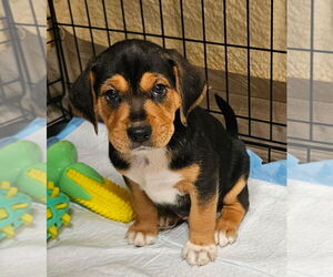 Beagle-Unknown Mix Dogs for adoption in Dunnellon, FL, USA