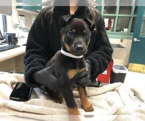 German Shepherd Dog-Unknown Mix Dogs for adoption in Pasadena, CA, USA