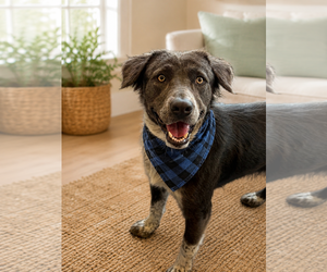 Border Collie-Unknown Mix Dogs for adoption in Phoenix, AZ, USA