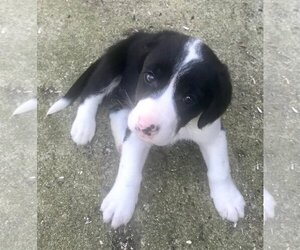 Labrador Retriever-Unknown Mix Dogs for adoption in Livonia, MI, USA