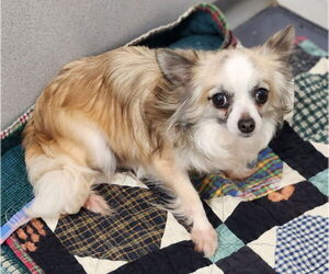 Chihuahua Dogs for adoption in Walnutport, PA, USA