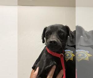 Chihuahua Dogs for adoption in Bakersfield, CA, USA
