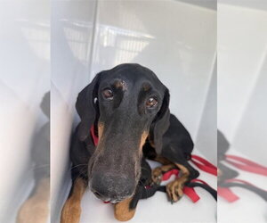 Doberman Pinscher Dogs for adoption in Houston, TX, USA