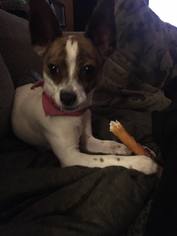 Medium Photo #7 Jack Russell Terrier Puppy For Sale in Menifee, CA, USA