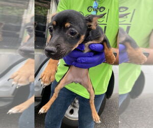 Chihuahua-Unknown Mix Dogs for adoption in Lawrenceville, NJ, USA