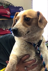 Medium Photo #1 Beagle-Red Heeler Mix Puppy For Sale in Amarillo, TX, USA