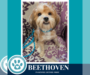 Medium Photo #1 Shih Tzu-Unknown Mix Puppy For Sale in Kimberton, PA, USA