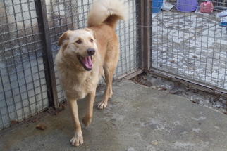 Collie-Labrador Retriever Mix Dogs for adoption in Peoria, IL, USA