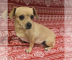 Chihuahua Dogs for adoption in HESPERIA, CA, USA