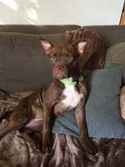 American Boston Bull Terrier Dogs for adoption in Bronx, NY, USA