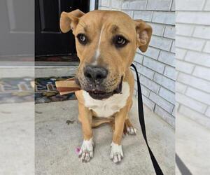 American Staffordshire Terrier-Unknown Mix Dogs for adoption in San Antonio, TX, USA