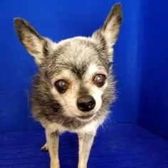 Chihuahua-Unknown Mix Dogs for adoption in Show Low, AZ, USA