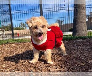 Poodle (Miniature)-Unknown Mix Dogs for adoption in Orange, CA, USA