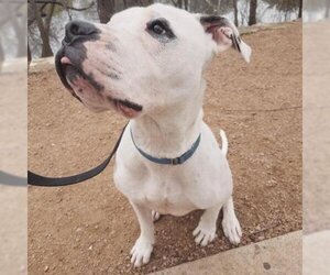 American Pit Bull Terrier-Unknown Mix Dogs for adoption in Austin, TX, USA