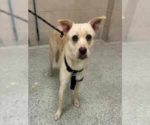 Carolina Dog-Unknown Mix Dogs for adoption in Conroe, TX, USA