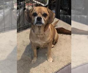 Puggle Dogs for adoption in Royal Palm Beach, FL, USA
