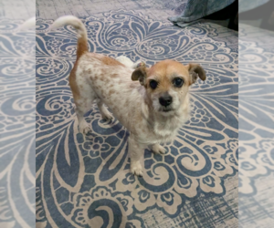 Chihuahua-Unknown Mix Dogs for adoption in Cranston, RI, USA