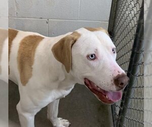 American Bulldog-Pointer Mix Dogs for adoption in Olathe, KS, USA