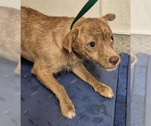 Chihuahua Dogs for adoption in Bakersfield, CA, USA