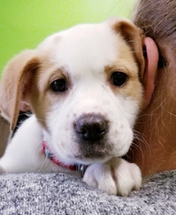 Medium Photo #1 Pointer-Saint Bernard Mix Puppy For Sale in Gilberts, IL, USA