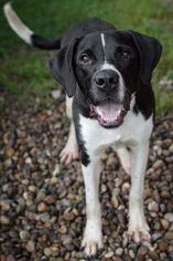 Great Dane Dogs for adoption in Germantown, OH, USA