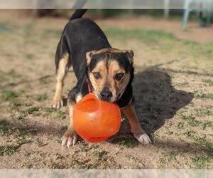 Shepweiller Dogs for adoption in Sacramento, CA, USA