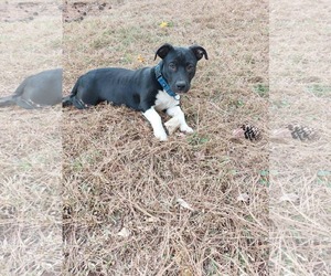 Basset Hound-Unknown Mix Dogs for adoption in Sheboygan, WI, USA