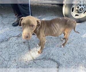 Labrador Retriever-Unknown Mix Dogs for adoption in Houston, TX, USA