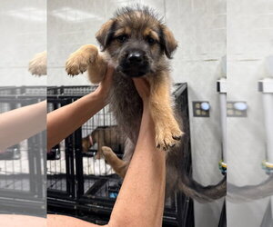 Mutt Dogs for adoption in Gilberts, IL, USA