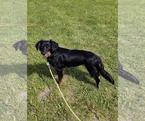 Spaniel-Unknown Mix Dogs for adoption in St. Louis Park, MN, USA